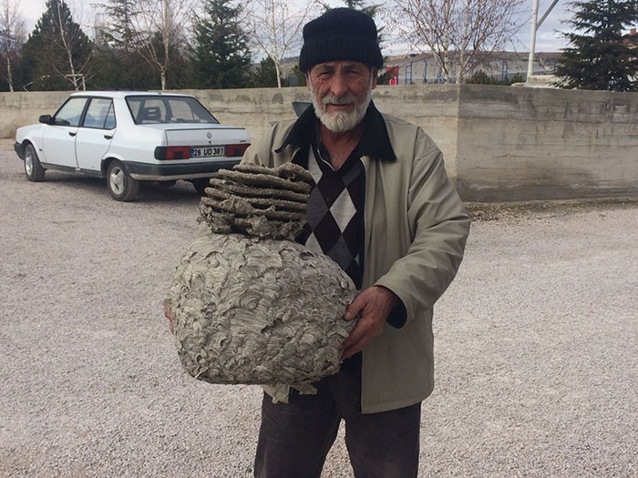 Günyüzü ilçesinde bir vatandaşın evinin çatışında ortaya çıkan büyük mutfak tüpü büyüklüğündeki devasa yaban arısı yuvası görenleri şaşırtıyor.