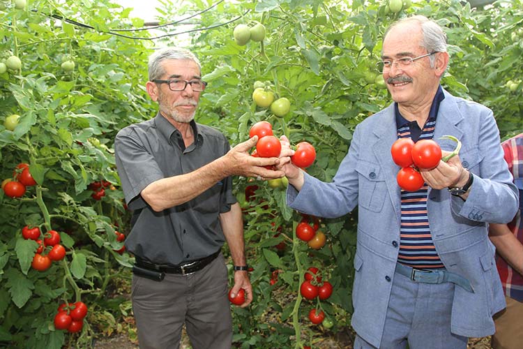 Büyükşehir Belediyesi’nin İç Anadolu’nun Çukurova’sı sayılan Sarıcakaya ve Mihalgazi’de geçtiğimiz Nisan ayında dağıttığı 263 bin domates fidesinden bereket fışkırdı.