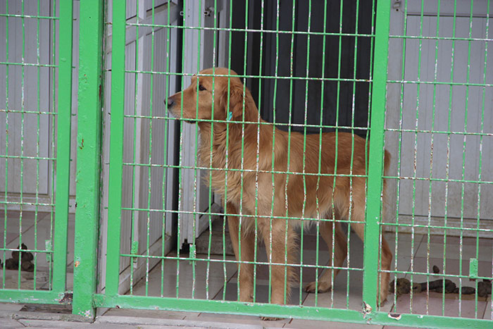 Her yıl 14 Şubat’ta kutlanan Sevgililer Günü’nden önce çiftler birbirlerine hediye almanın telaşına düşerken, Eskişehir Tepebaşı Belediyesi Veteriner İşleri Müdürü Yusuf Selek, alınacak hediyelerin canlılar olmaması gerektiğini vurguladı.
