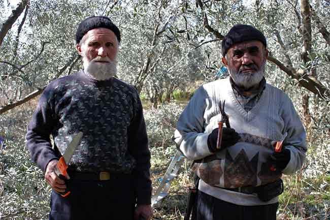 Sarıcakaya ilçesinde 50 yıldır zeytin bahçelerinde ağaçların budama ve bakım işlemlerini yapan 75 yaşındaki Muharrem Serin de ekmeğini zeytin ağaçlarını budayarak kazanıyor.