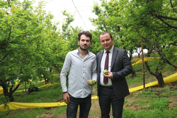 Mersin'in Mut ilçesinde örtü altına alınan erik bahçesinde ilk hasat yapıldı. Eriğin 80-90 gramlık paketi 80 TL'den satılıyor. 