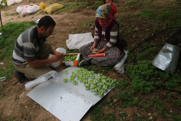 Mersin'in Mut ilçesinde örtü altına alınan erik bahçesinde ilk hasat yapıldı. Eriğin 80-90 gramlık paketi 80 TL'den satılıyor. 