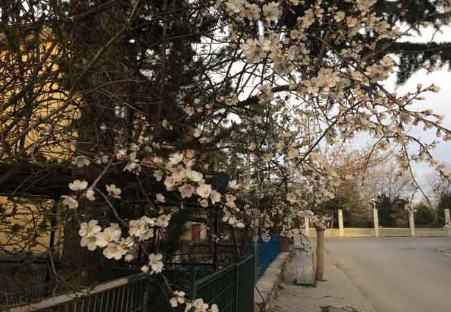  Eskişehir’de sıcaklığın artması ile birlikte ilkbaharın göstergesi olan ilk çiçekler açmaya başlarken, seyrine doyumsuz manzaralar oluşuyor.