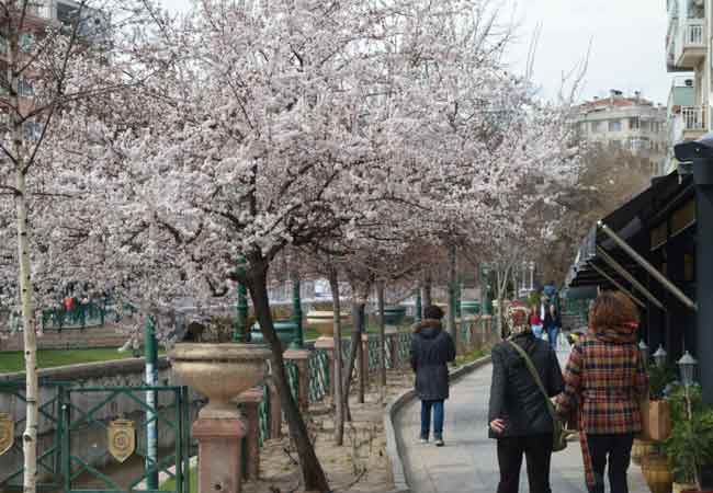  Eskişehir’de sıcaklığın artması ile birlikte ilkbaharın göstergesi olan ilk çiçekler açmaya başlarken, seyrine doyumsuz manzaralar oluşuyor.