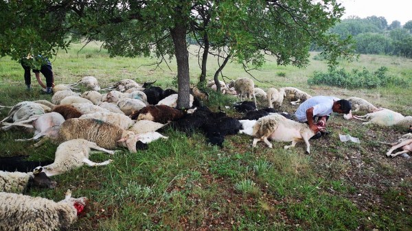 Küçükbaş hayvanlarından 100 metre aşağıda bulunan Mustafa Fun ise olaydan yara almadan kurtuldu. 