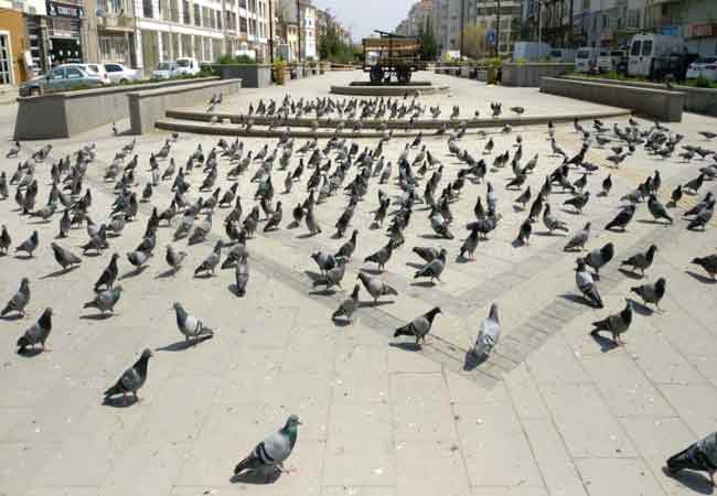 ...vatandaşların evlerine çekilmesi sonucu aç kalarak etrafta yemek aradı.