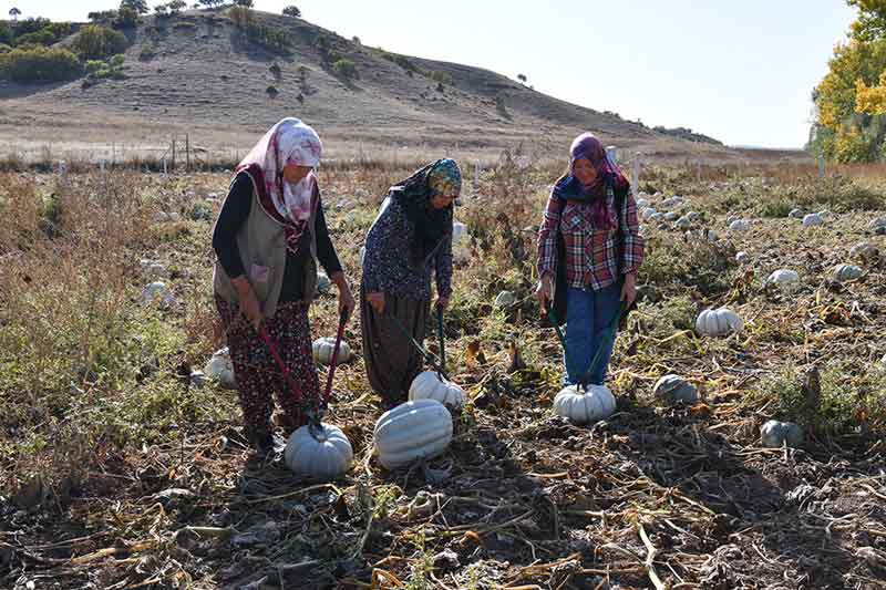 Tepebaşı Kırsal Kalkınma Kurulu Başkanı Mehmet Kızılinler ise bölgede yaklaşık 100 yıldır bal kabağı üretildiğinin altını çizerek, tüketicilere burada yetiştirilen ürünleri tercih etme çağrısında bulundu.