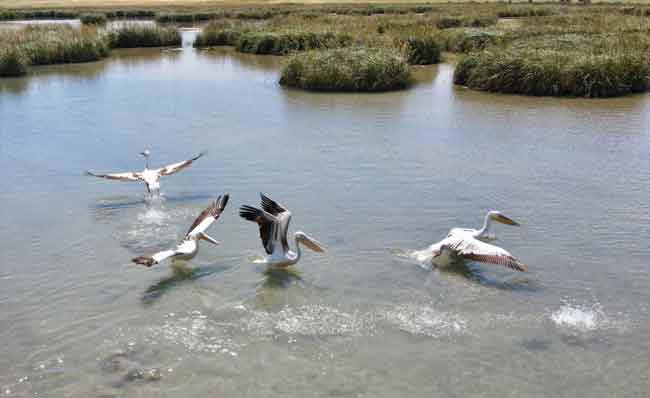 Uzunbacak, sığır balıkçılı, gece balıkçılı, küçük akbalıkçılı, erguvani balıkçıl, gri balıkçıl, ak pelikan, flamingo, kızıl şahin, bıyıklı baştankara, pasbaş patka, balaban, kızkuşu gibi çok çeşitli gruplardan türlerin yaşadığı Balıkdamı'nda doğaseverler için kuş gözlem kulesi de bulunuyor.