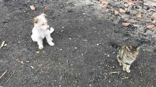 Eskişehir’de bir evin bahçesinde yaşayan yavru kedi ve köpeğin dostluğu görenleri gülümseterek adeta içini ısıttı.