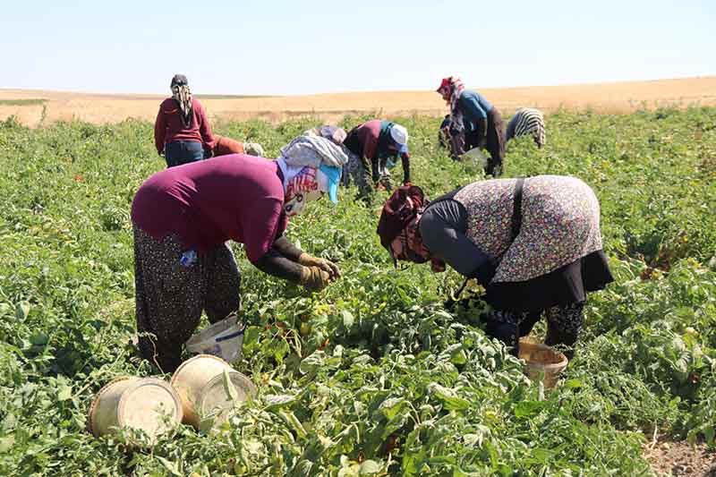 Verimimiz güzel fakat fiyat konusunda memnun değiliz. Fiyatlar çok ucuz, kasasını 40 liraya veriyoruz. Tarla ucuz ama pazar ve marketler pahalı. Buradan 1 buçuk veya 2 lira civarında çıkıyor ama fiyatlar marketlerde 7-8 liraya ulaşıyor.