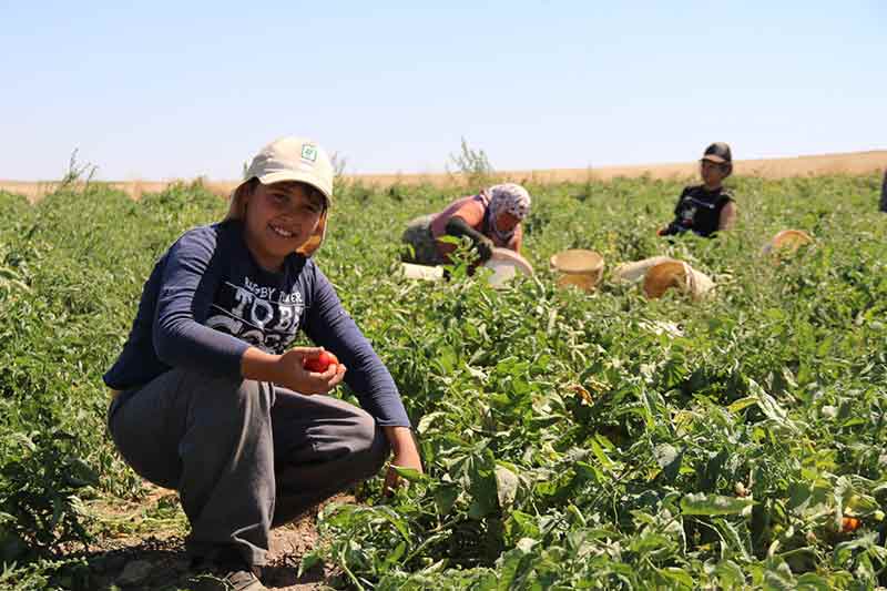  Pazarlarda da en düşük 5 lira olarak karşımıza çıkıyor. Su konusunda sıkıntımız oldu. Yazın ortasında su kesildi ama bir şekilde idare ederek malımızı bu hale getirdik. Alıcı kazanıyor. Mesela bizden 2 liraya alıyorlar. Bizim malımızı oraya götürünce fiyatını da artırıyorlar. Bütün çileyi çeken üretici ama parayı kazanan aracılar ve halciler oluyor