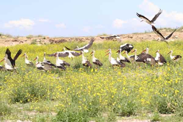 Eskişehir kırsalında görüntülenen leylek sürüsü, hem gökyüzünde hem karada görsel şölen oluşturdu.