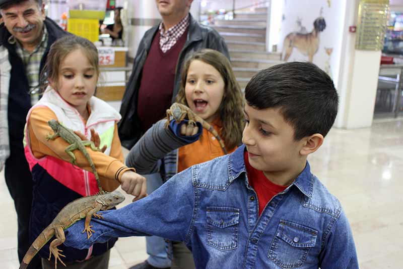 Eskişehir’de bir petshopta bulunan iguanalara vatandaşlar yoğun ilgi gösteriyor. 