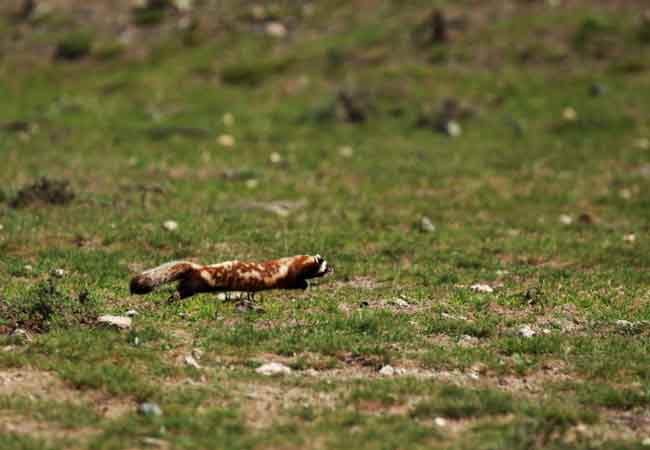 ... Desenleri, görünüşü ve renkleriyle birlikte çok güzel bir hayvan. Alaca sansar ülkemizin nadir türlerindendir. Dünya Doğa ve Doğayı Koruma Vakfı (IUCN) verilerine göre nesli azalma eğilimde olan bir tür. İki ayağı üzerine dikilerek etrafı kolaçan eder ve çığlık gibi bir ses çıkarır...