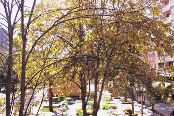 Eskişehir’de sonbahar mevsimin başlaması ile sararan ilk yapraklar yere düşmeye başlayınca güzel görüntüler oluşturmaya başladı.