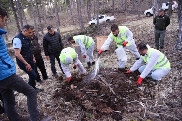 Eskişehir, Mihalıççık, Çatacık ve Afyonkarahisar ormanlarında doğal olarak bulunan kırmızı orman karıncalarının (Formica Rufa) yaşam alanları genişletiliyor. Yüksek rakımlarda yaşayan 40 koloni bölünerek milyonlarcası karınca bulunmayan bölgelere nakledilme işlemi başlatıldı. 