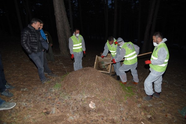 Karıncaların yuvayı benimsemesi için 2 ay boyunca toz şeker serpilecek. Konuyla ilgili bilgi açıklama yapan Eskişehir Orman Bölge Müdürü Recep Temel, karınca nakillerinin neden yapıldığı hakkında bilgi vererek “ Ormanlarımız yangınlardan ve kaçak kesimlerden zarar görür. Ama bir de görünmeyen bir zarar var işte o da böcek zararıdır. Ağaçların kambiyum tabakasını kemirerek kurumalarına neden olurlar.