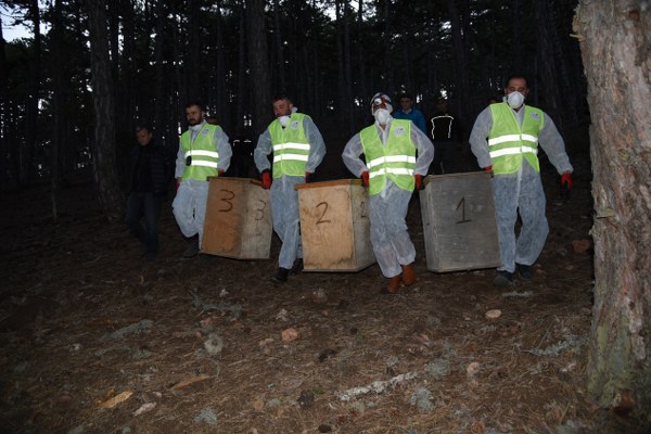 Karınca nakilleri sabah gün doğmadan, serinlikte yapılıyor. Her karınca kolonisinde ortalama10-15 kadar bulunan kraliçe karıncalardan mutlaka birkaç tanesi de yeni yuvaya götürülüyor. Nakil sırasında yuvanın bir bölümü taşınıyor, kalan karıncalar koloni şeklindeki yaşamlarına devam ediyorlar. Karıncalar insanları da ısırdığı için çalışanlar özel kıyafetler giyiyorlar. Yuvaların boyutları 50 santimetreden 2 metreye kadar değişebiliyor. 