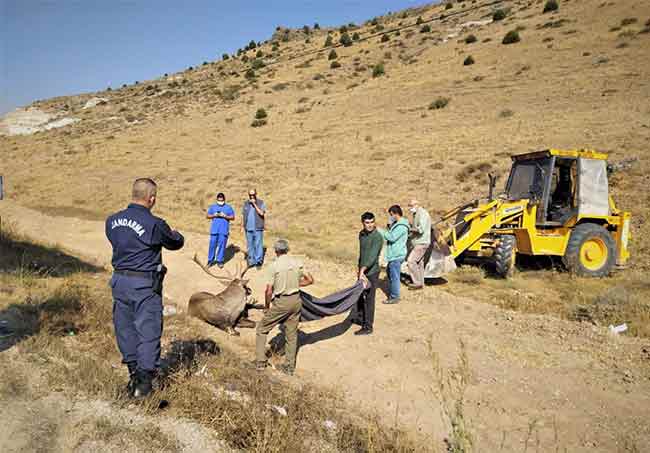 Fakültede tedavi altına alınan geyiğin kurtarılması esnasında kendisine yardım etmek isteyen insanlara karşı sakin kalması ise dikkatlerden kaçmadı.