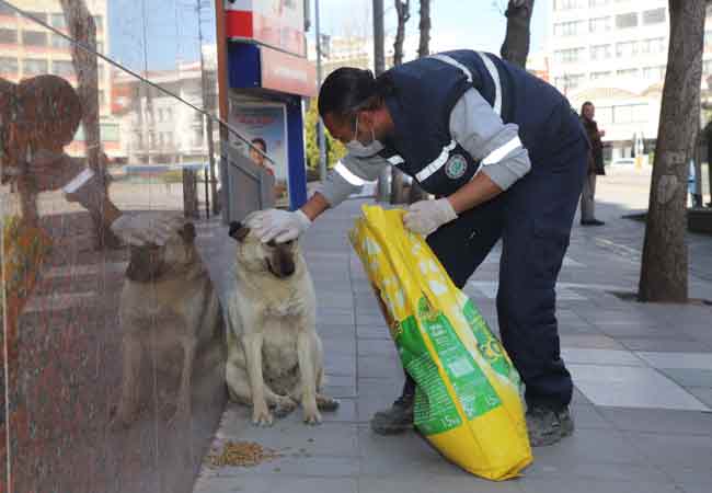 Sokak hayvanlarının yoğunlukla yaşadığı cadde ve bulvarlarda Park ve Bahçeler ekiplerince düzenli olarak mama desteği sağlandığını belirten Büyükşehir Belediyesi yetkilileri,...