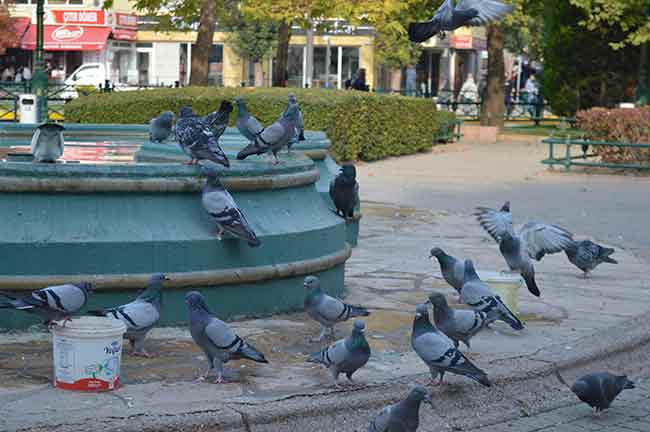 Gün Hanım yaşadığı zorlukları şöyle anlattı: Ben yıllardır buraya gelip yem satıyorum. Yaşlıyım, ama ekmek paramı buradan çıkartıyorum. Burada yüzlerce güvercin var ve eskiden bunlara yem dağıtmak için gelenler de çok oluyordu. Günde 4-5 kilo yem satıyordum. Ama bu virüs geldikten sonra ben zaten dışarıya çıkamadım, zor durumlar geçirdim.