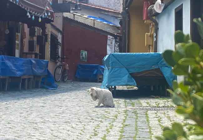 Eskişehir'in de tarihi Odunpazarı bölgesinde ise caddeler adeta kedilere kaldı.