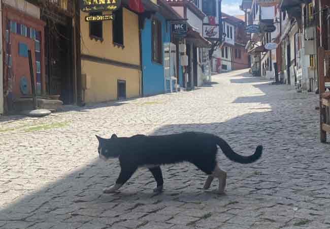 Normal zamanlarda büyük bir yoğunluk olan bölgede, kediler banklarda yatarak sıcak havanın tadını çıkardı. 