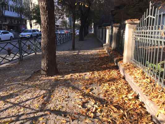 Sonbahar aylarının son günlerine yaklaşılırken mevsim koşulları gereği sararan ve ağaçlardan dökülen farklı renklerdeki yapraklar, Eskişehir sokak ve caddelerini adeta doğayla bütünleştiriyor.