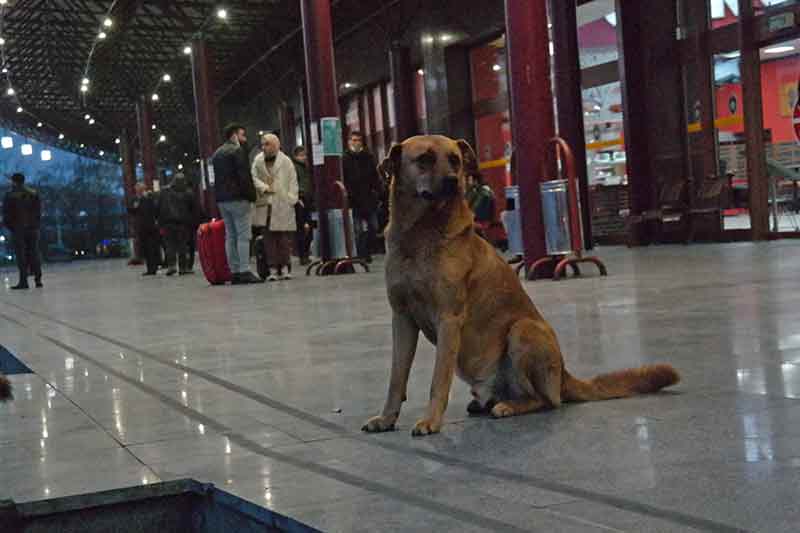 Rahmi Yaş, bir kap su ve yemek ile sokak hayvanlarına yardımcı olunabileceğini ifade ederek, “Bir tane köpeğimiz vardı, karnı açtı, sonra onun karnını doyurmaya başladım.