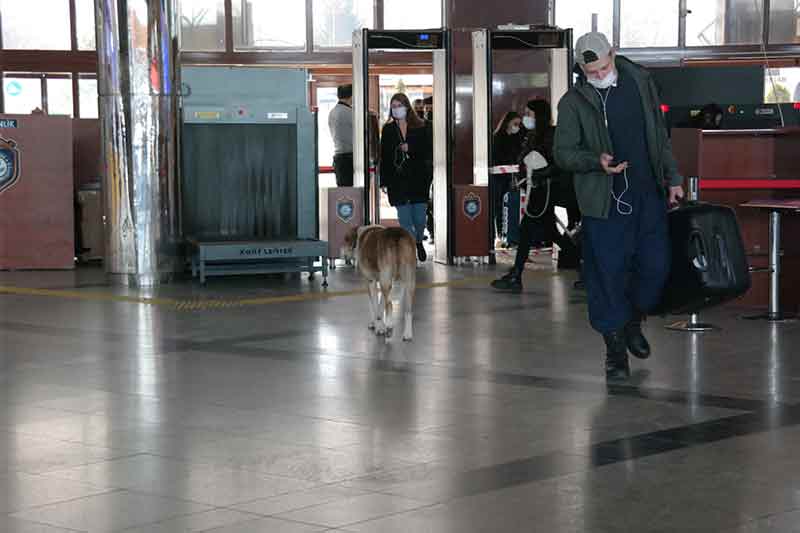 Otobüs terminalinde görevli olan Hakkı Sever, arkadaşı olan Rahmi Yaş’ın köpeklerle yakından ilgilendiğini belirtti. Eskişehirli vatandaşların cana yakın olduğunun altını çizen Sever, “Her akşam 17.30’da tavuk eti veya kemik getirerek köpeklerin karnını doyuruyor. Sokak köpeklerinin hepsinin karnını doyuruyor. Eskişehir’de benim bildiğim üç tane büyük park var, üçüne de gidip besleme yapıyor arkadaşımız. Eskişehir’imizin insanları hayvansever olduğu için köpekleri seviyoruz. Arkadaşımız bu konuda bize örnek oluyor, biz de ona yardım ediyoruz. Genel olarak yolcularımız da köpeklerimizi seviyor” ifadelerini kullandı.