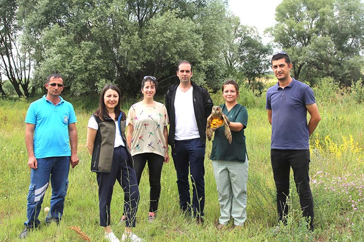 Eskişehir Büyükşehir Belediyesi tarafından hizmete sunulan Hayvanat Bahçesi'ne getirilen delice doğan, kulaklı orman baykuşu ve kerkenez tedavilerinin ardından doğaya salındı.