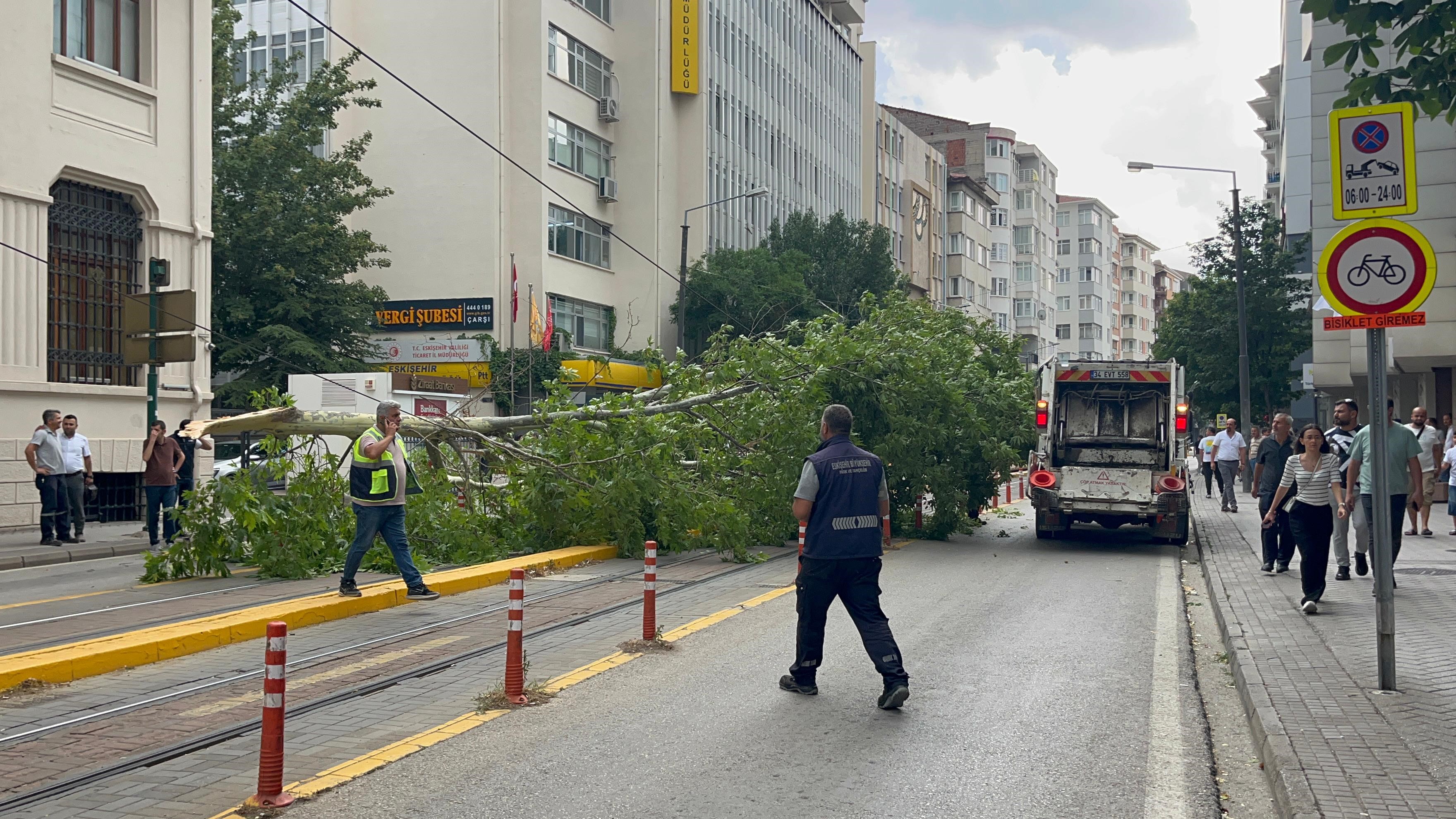 Dalın kalınlığı düşünüldüğünde, facianın eşiğinden dönüldüğü net bir şekilde göze çarptı. Polis ekiplerince yolun iki tarafına da şerit çekilerek, bahse konu nokta trafiğe kapatıldı.