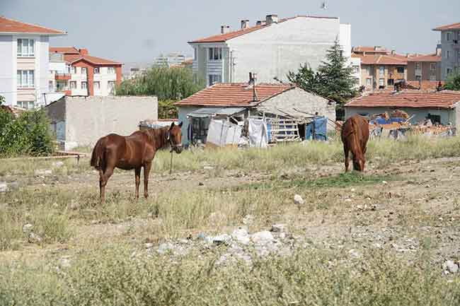 Yetkililer tarafından başıboş atlara çözüm alınmadığını belirten Yüksel, konuşmasının devamında şunları söyledi: “Çip taktılar atlara yine çözüm olmadı. İşin gerçeğini söyleyeyim. Atıyorum şimdi bu at Ali’nindir. Eğer bu at bir suça karışmışsa kimse sahiplenmez. Suça karışmıyorsa at Ali’nindir, ama suça karıştıysa kimsenin değildir. Kimse atı sahiplenmiyor ki cezayı kime yazacaksın? Belediye için çok zor ama emniyet tarafından baskı yapılabilir ve atlar bir yere toplatılabilir.”