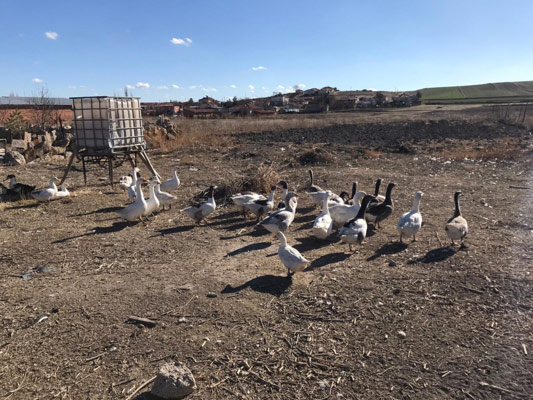 ...“Kaz eti, kümes hayvanları arasında en değerli etlerden birisidir. Kazlar sürekli doğada yeşille beslendiği için eti lezzetlidir ve bazı rahatsızlıklar, örneğin; karaciğer hastalıklarına çok iyi gelen bir ürün. Kaz yumurtası tavuk yumurtasına göre daha lezzetli, ama biraz ağır olduğu için insanlar tarafından çok tercih edilmiyor. Hâlbuki insan sağlığı açısından kaz eti ve kaz yumurtası en iyisidir. E ve B vitamini var, yağı eklem ağrılarına iyi geliyor.”