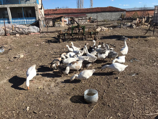 Kaz etiyle yapılabilecek yemeklere örnekler veren Adnan Çakır, “Kaz etinden çok güzel tirit, suyundan da pilav yapılır. Kaz etini haşlayacaksın önce sonra hafif fırına kızartacaksın. Tüketimi çok kolaydır, insanı yerken kesmez. Mesela tavuk eti boğazına durabilir, ama kaz eti öyle değil. Tamamen eti siyah ettir ve hiçbir şekilde yan etkisi yoktur. Kaz etinde ve yumurtasında kolesterol yoktur. En sağlıklı et diyebilirim...