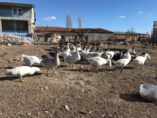 Haftada on taneden fazla kazı hazırlayıp paketlediğini belirten Adnan Çakır, siparişlerin genellikle şehir merkezinden geldiğini ifade ediyor. Çakır konuyla ilgili; “Her biri yaklaşık 5 kilo civarında gelen kazları temizleyip 180-200 lira arasında satıyoruz. Eskişehir’den daha çok talep var. Her hafta sonu 10-15 tane kesip gönderiyorum. 100 tane kazımız vardı şimdi 50 tane kaldı. Bekleyen siparişlerim var, bu hafta sonu da 15 tane göndereceğim. Dondurulmuş olarak değil, taze olarak gönderiyoruz. Kesiyoruz ve 1 gün içinde teslim ediyoruz” diye konuştu.