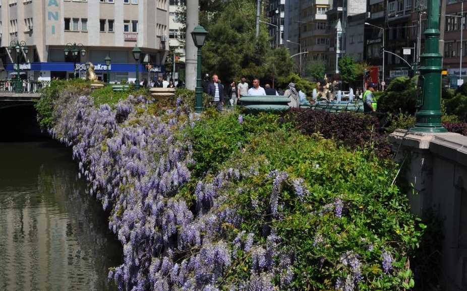 Eskişehir'de doğa, tüm güzelliğiyle göz kamaştırıyor. Pembe renkte çiçekler açan ağaçlar ve Porsuk Nehri'nin kıyısındaki mor renkli asmalar, adeta kartpostallık bir görüntü oluşturuyor.

Kentin bazı bölgelerinde çiçekler ve ağaçlar, olağanüstü bir manzara sunuyor. Şubat ayının ortalarından itibaren başlayan çiçeklenme, normal şartlarda Nisan ortası veya Mayıs başında görülen zamandan yaklaşık 2 ay önce gerçekleşti.

Bu erken çiçeklenme, geçtiğimiz yıllara kıyasla son derece sıcak geçen kış mevsiminden kaynaklanıyor. Bu sıcaklık, ağaçların erken tomurcuklanmasına ve çiçeklerin açmasına neden oldu.

Muhteşem manzaralar görenleri hayran bırakarak doğanın gücünü ve zarafetini bir kez daha hatırlatıyor. Vatandaşlar bu güzelliklerin keyfini çıkartıyor.