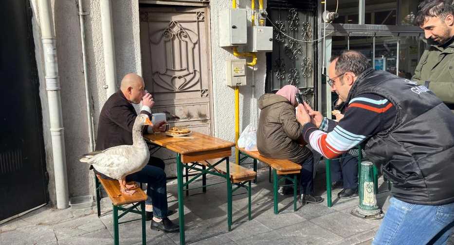 Eskişehir’e 12 yıllık Cango isimli kazı ile gelen Yılmaz Evcenler, kenti dolaştıktan sonra meşhur çi böreğin tadına baktı. Kocaeli’nde yaşayan ve 12 yıldır 'Cango' isimli kazını biran bile yanından ayırmayan Yılmaz Evcenler, Eskişehir’i gezmeye geldi. Kentin turistik yerlerini boynunda papyon takılı kazı ile birlikte gezen Evcenler, insanların yoğun ilgisiyle karşılaştı. Yılmaz Evcenler kazı Cango ile birlikte Çi börek yedi. Çi böreği oldukça beğenen Evcenler ve Cango vatandaşlarla fotoğraf çekindikten sonra şehir turuna devam etti. İşte o görüntüler... 