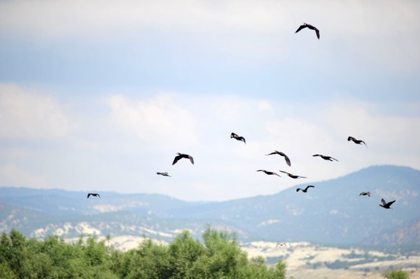 Nallıhan Kuş Cenneti, kuşların göç etmesiyle birlikte fotoğrafçıların ve vatandaşların akınına uğruyor. Bu doğa harikası yer Eskişehir'e 130 km uzaklıkta.