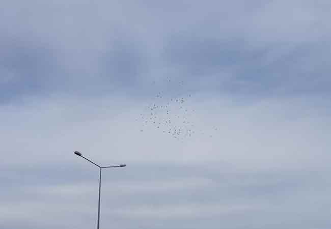 Eskişehir üzerinden geçen leylekler ise kent semalarında adeta bir görsel şölen oluşturdu. 