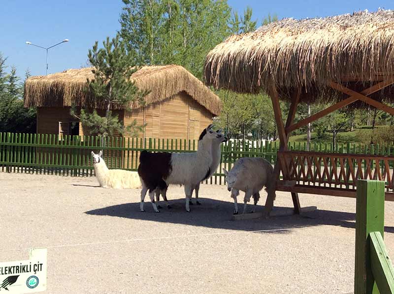 Eskişehir Büyükşehir Belediye Başkanı Yılmaz Büyükerşen, kente kazandırdıkları hayvanat bahçesine uzun ve detaylı araştırmalarla özel hayvanlar temin ettiklerini belirterek, "Hayvanat bahçemizi inşa ederken, burada bulunduracağımız hayvanların yaşam alanlarını sağlıklı, nitelikli ve doğal ortamlarına mümkün olan en yakın şekilde kurmaya çalıştık." dedi. 