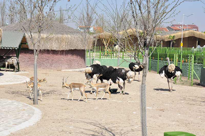 Eskişehir Büyükşehir Belediye Başkanı Yılmaz Büyükerşen, kente kazandırdıkları hayvanat bahçesine uzun ve detaylı araştırmalarla özel hayvanlar temin ettiklerini belirterek, "Hayvanat bahçemizi inşa ederken, burada bulunduracağımız hayvanların yaşam alanlarını sağlıklı, nitelikli ve doğal ortamlarına mümkün olan en yakın şekilde kurmaya çalıştık." dedi. 