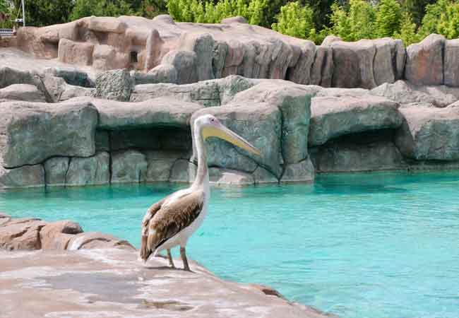 Ziyaretçilerimizden ayrı kalmamak için "Eskişehir Zoo" kullanıcı adıyla Instagram hesabından 30'ün üzerinde canlı yayın gerçekleştirdiklerini ifade eden Koptekin, bu yayınların şu anda Eskişehir Zoo adlı Youtube kanalından da takip edebileceğini kaydetti.