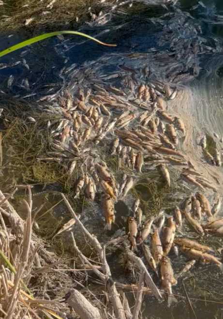 Eskişehir’in Çifteler ilçesinden doğan Sakarya Nehri’nin Sivrihisar sınırlarında kuruması, bölgedeki çiftçileri zor durumda bıraktı. İYİ Parti Sivrihisar İlçe Başkanı Recep Toptaş, sıcak hava, derin kuyuların aşırı kullanımı ve adaletsiz su dağıtımının neden olduğu kurumanın, mısır, ayçiçeği ve kabak çekirdeği gibi ürünlerin yok olmasına yol açtığını belirtti. Ayrıca, su hayvanlarının ölmesi de çevresel bir kriz oluşturdu.

Toptaş, çözüm olarak Devlet Su İşleri’nin denetimlerini artırmasını, derin kuyuların sınırlandırılmasını ve suyun adil şekilde dağıtılmasını önerdi. Bu önlemlerle çiftçilerin mağduriyetinin giderilmesi gerektiğini vurguladı.