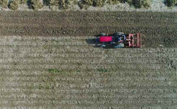 Mor patatesin faydalarını anlatan Hayriye Kuşçu, "Haziran ayında 10 dönüm ektik. Biraz geç ektik o yüzden geç hasat yapıyoruz. Tahminen 15-20 tona yakın mor patates alacağız. Mor patates renginden dolayı; demir, C vitamini, folik asit içeriyor...