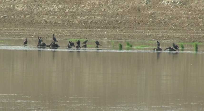 Eskişehir’de vatandaşlarca avlanması uğursuzluk sebebi olarak bilinen ve gölet kenarına tüneyen angut kuşları güzel manzaralar oluşturdu.