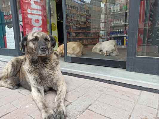 ..."Dört yıldır ben burada çalışıyorum ve geldiğimden beri böyle bu durum. İlk tek köpek vardı sonra zamanla sayımız çoğaldı. Pandemi sürecinde kapalı kaldığımız süre zarfında köpeklere evimde baktım. Köpeklerimize güveniyoruz kimseye zararları yok. Müşterilerimiz ve biz bu durumdan çok mutlu. Arada sırada korkan ve rahatsız olduğunu söyleyenler oluyor onlara yardımcı oluyoruz. Dediğim gibi arada rahatsız olanlar olsa da genelde herkes bu durumdan çok memnun. Mağazamıza renk katıyorlar" diye konuştu.