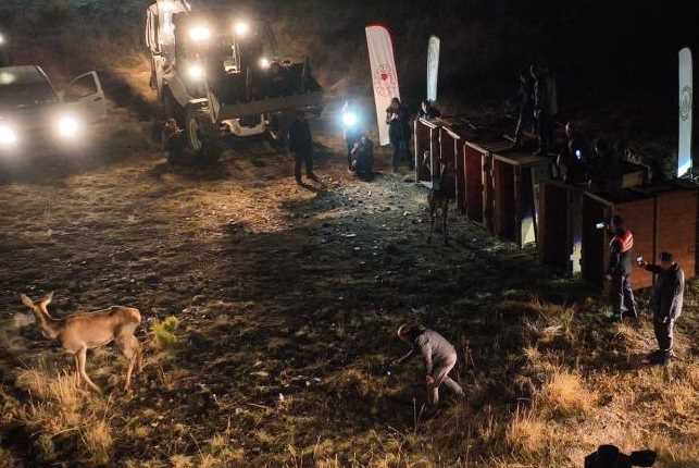 Eskişehir'in Mihalıççık ilçesindeki Çatacık Geyik Üretme İstasyonu'ndan getirilen 6 dişi kızıl geyik salındı. 3’ü erkek 9’u dişi olmak üzere toplamda 12 kızıl geyik Burdur'da Salda Gölü çevresine bırakıldı. İşte o kızıl geyikler...