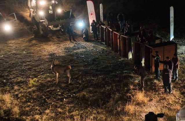 Eskişehir'in Mihalıççık ilçesindeki Çatacık Geyik Üretme İstasyonu'ndan getirilen 6 dişi kızıl geyik salındı. 3’ü erkek 9’u dişi olmak üzere toplamda 12 kızıl geyik Burdur'da Salda Gölü çevresine bırakıldı. İşte o kızıl geyikler...