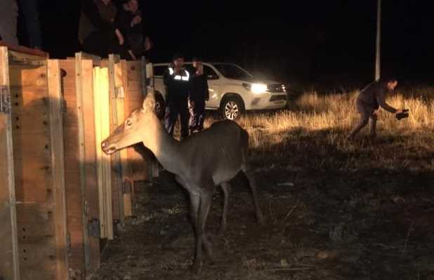 Eskişehir'in Mihalıççık ilçesindeki Çatacık Geyik Üretme İstasyonu'ndan getirilen 6 dişi kızıl geyik salındı. 3’ü erkek 9’u dişi olmak üzere toplamda 12 kızıl geyik Burdur'da Salda Gölü çevresine bırakıldı. İşte o kızıl geyikler...